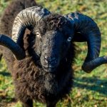 Black sheep