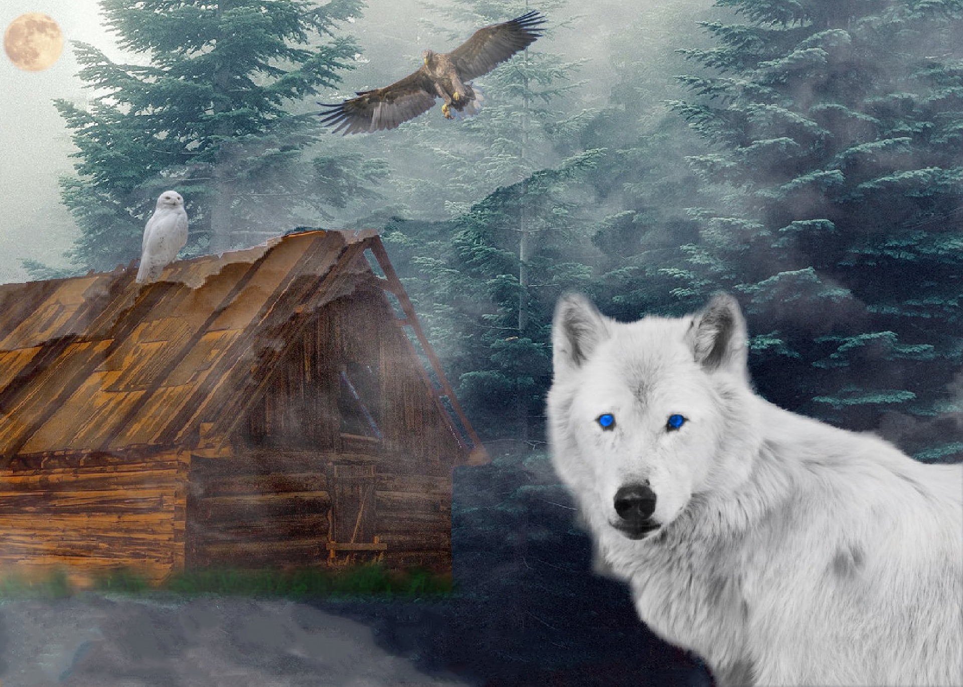 wolf-2292089_1920 wolf-2292089_1920