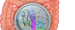 gut bacteria