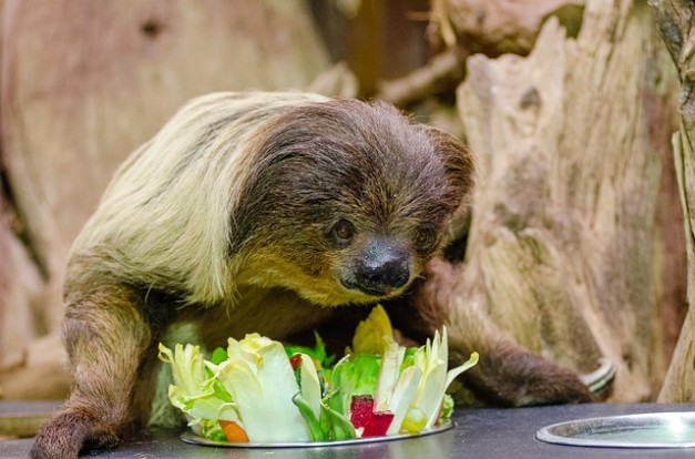 Eating like a sloth